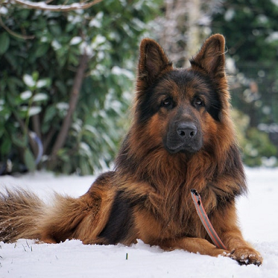 A black and brown German Shepherd dog sitting in the snow