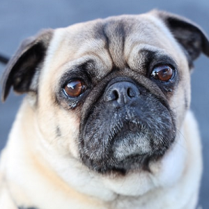 The details of the face of a pug